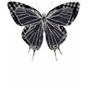 Ghost Moth Shirt