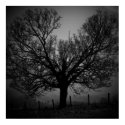 ghost tree posters by pebarber68 ghost tree posters