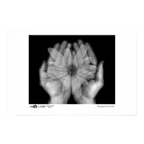 Ghostly Flower - Photo of the Year Category Winner posters