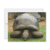 Giant African Tortoise invitations