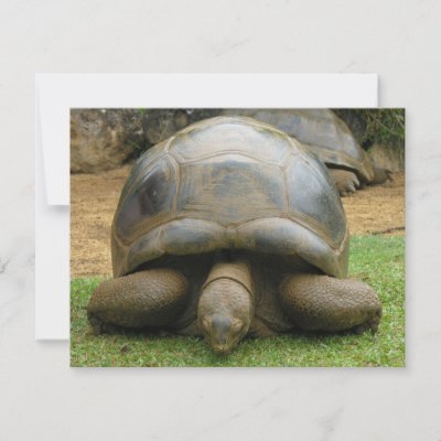 Giant African Tortoise