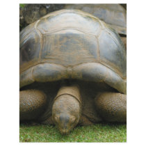 Giant African Tortoise Letterhead Design