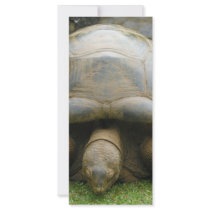 Giant African Tortoise Customized Rack Card
