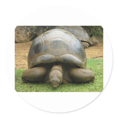 Giant African Tortoise