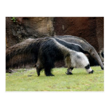 Giant Ant Eater4x6 Post Cards