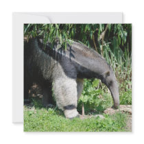 Giant Anteater Invitations