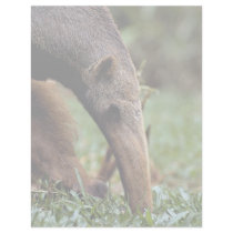 Giant anteater (Myrmecophaga tridactyla) Custom Letterhead