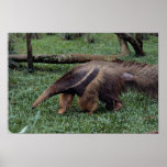 Giant anteater (Myrmecophaga tridactyla) Print