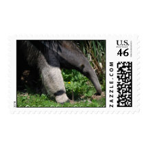 Giant Anteater Photo Postage Stamp
