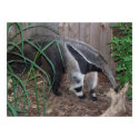 Giant Anteater Photo Poster posters by thekingchivas Giant Anteater Photo Poster posters