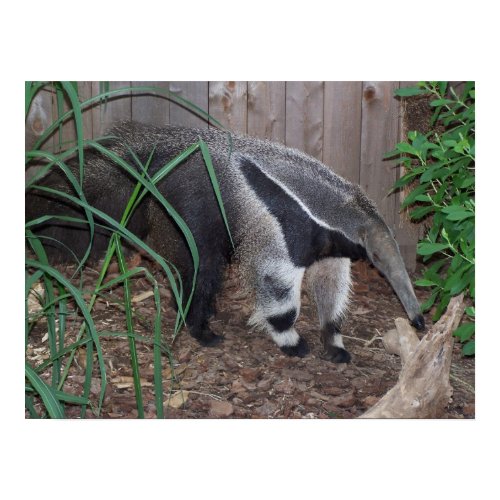 Giant Anteater Photo Poster print
