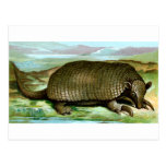 Giant Armadillo Post Card