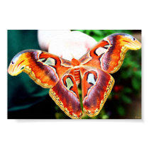 Giant Atlas Moth posters