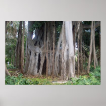 Giant Banyan tree Posters