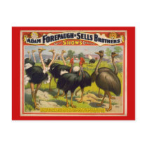 Giant Birds Circus Poster - Forepaugh and Sells postcards by ZephyrusBooks Giant Birds Circus Poster - Forepaugh and Sells postcards