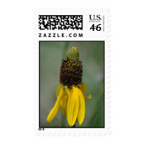 Giant Brown-eyed Susan Stamp by saveena Giant Brown-eyed Susan Stamp
