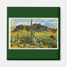 Giant Cactus in Desert - Vintage Postcard Magnet