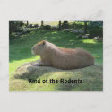 Giant Capybara Post Card