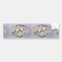 giant clam shell for decorative use bumper sticker
