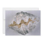 giant clam shell for decorative use invite