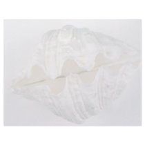 giant clam shell for decorative use letterhead template