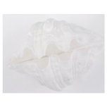 giant clam shell for decorative use letterhead template