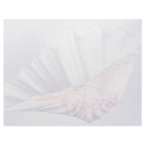 giant clam shell for decorative use personalized letterhead
