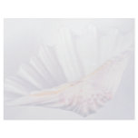giant clam shell for decorative use personalized letterhead
