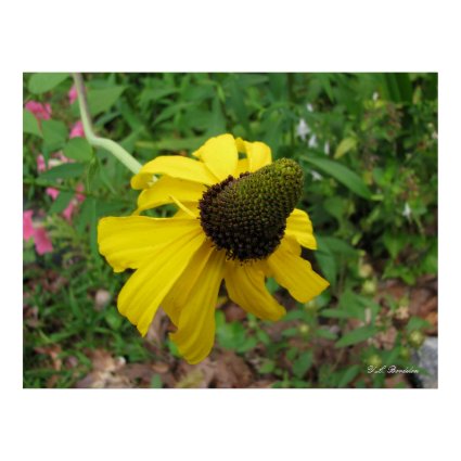 Giant Coneflower print
