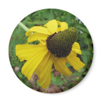 Giant Coneflower, Rudbeckia maxima magnets