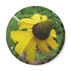 Giant Coneflower, Rudbeckia maxima magnet