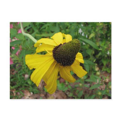 Giant Coneflower, Rudbeckia maxima postcard