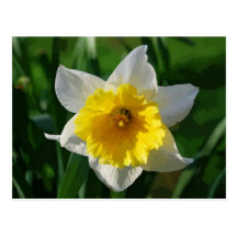Giant Daffodil Postcard
