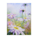 Giant Daisies Postcards