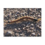 Giant Desert Centipede Post Card