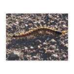 Giant Desert Centipede postcards
