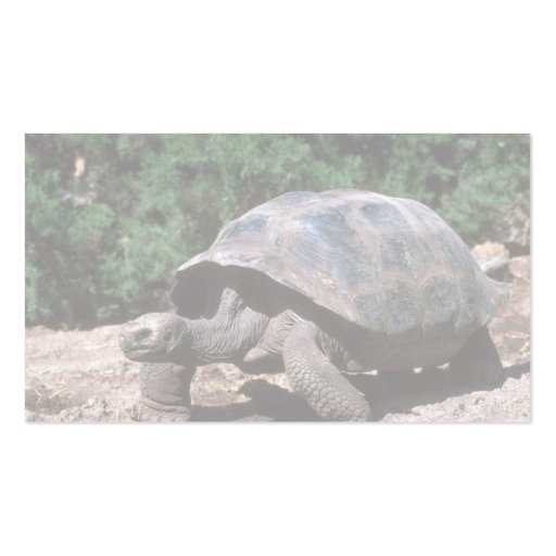 Giant Dome-Shaped Tortoise Walking Business Card Template (back side)