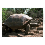 Giant Dome-Shaped Tortoise Walking Greeting Card