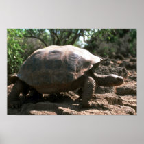Giant Dome-Shaped Tortoise Walking Posters