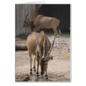 Giant Eland cards