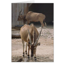 Giant Eland cards
