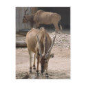 "Giant Eland" Postcard by smilodonart "Giant Eland" Postcard