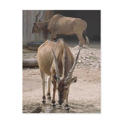 "Giant Eland" Postcard by smilodonart