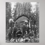 Giant Fir Tree Ready to Fall, 1902 Posters