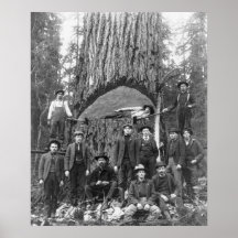 Giant Fir Tree Ready to Fall, 1902 Posters