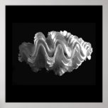Giant Frilled Clam Seashell Tridacna squamosa Print