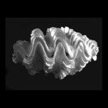 Giant Frilled Clam Seashell Tridacna squamosa posters