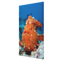 Giant Frogfish showing its fishing lure (Antennari Gallery Wrap Canvas