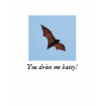 Giant fruit bat! You drive me batty! Giant fruit bat! You drive me batty!