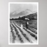 Giant Fruits & Veggies in Skagway 1916 Poster